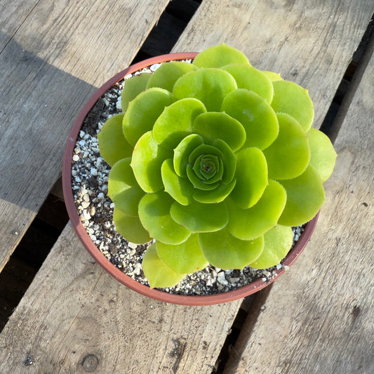 Green Cashemere