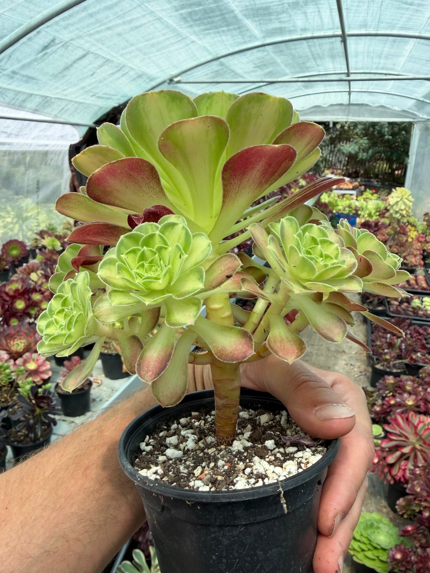Aeonium Pink Witch Yellow Middle