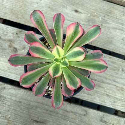 Pink médusa