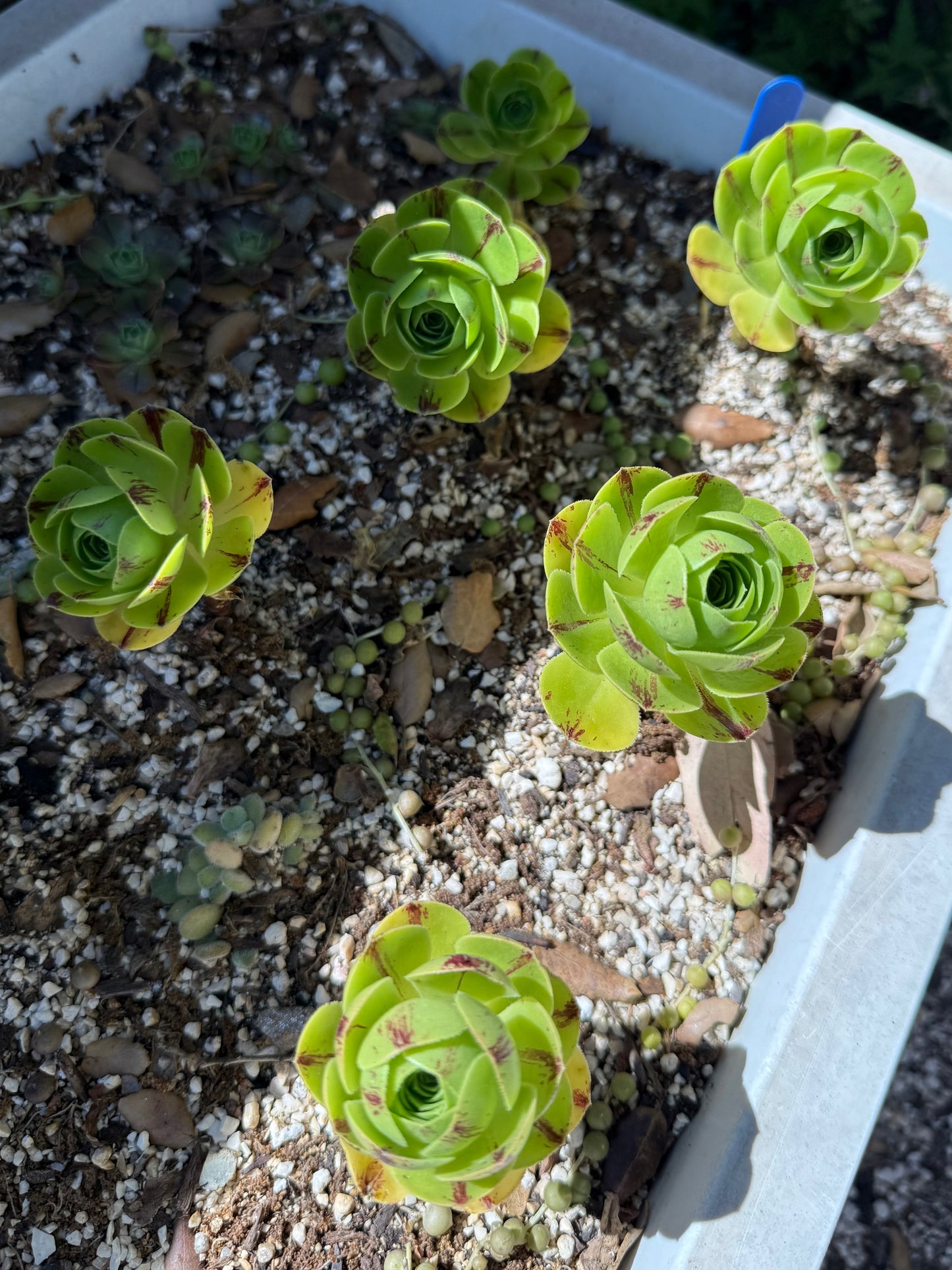 Green Fire