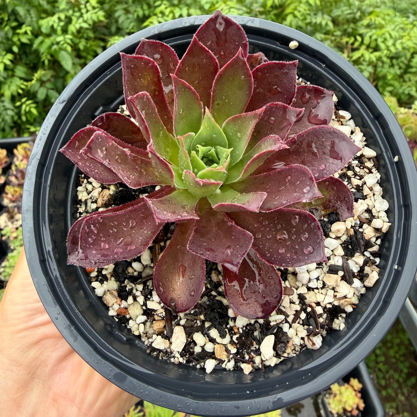 Phœnix flame