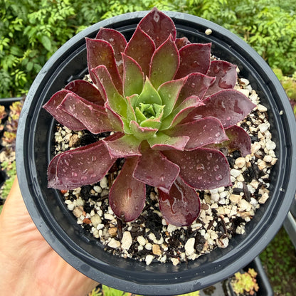 Phœnix flame