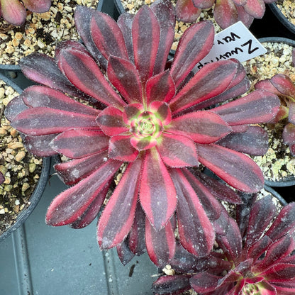 Zwartkop variegata
