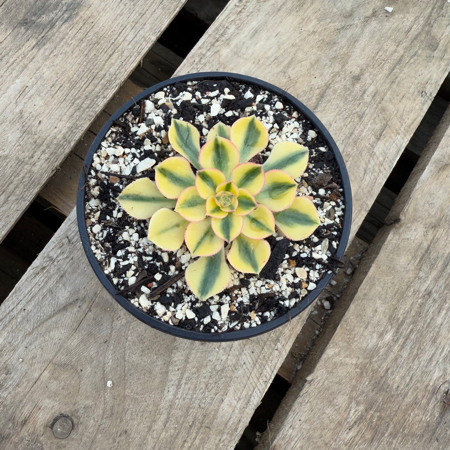 Golden Crown