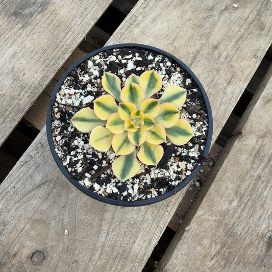 Golden Crown