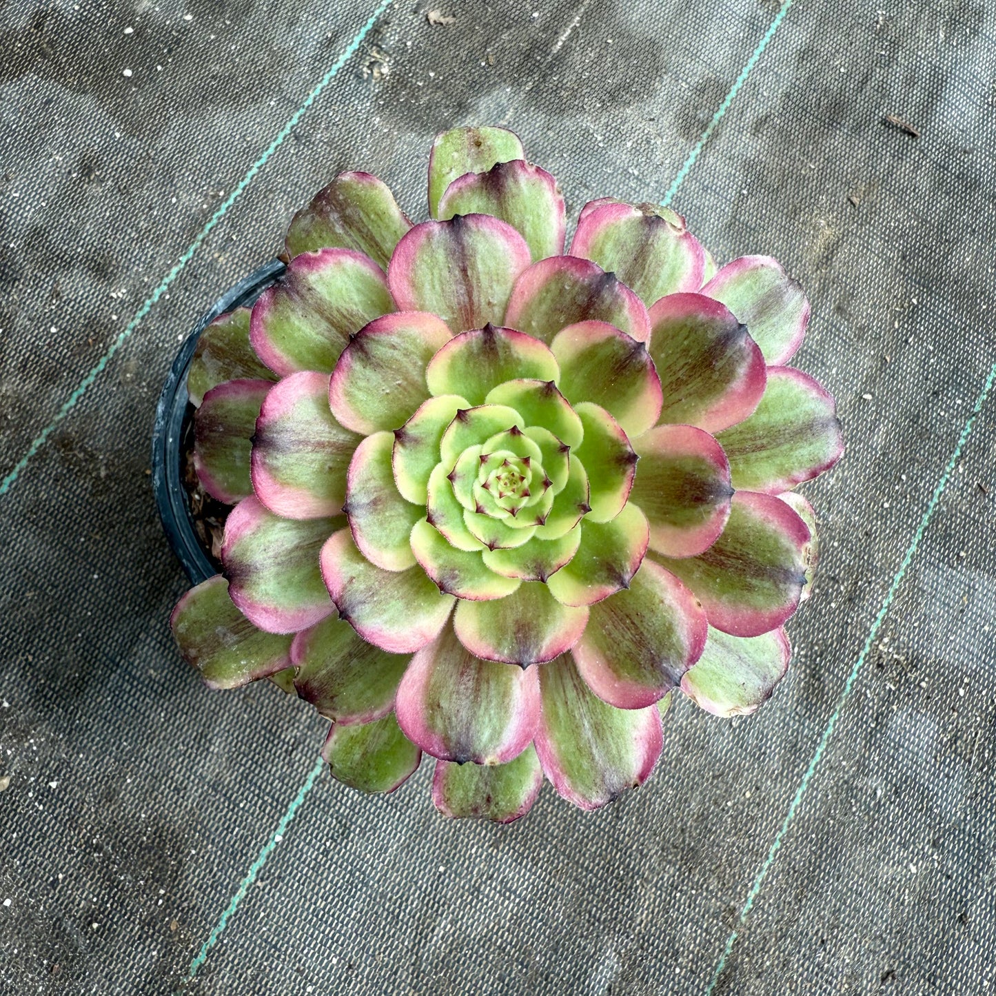 Candy Pink Daisy