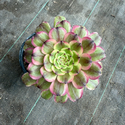 Candy Pink Daisy