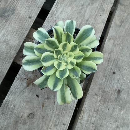 Green Médusa