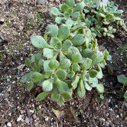 Mascaense