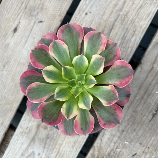 Pink médusa