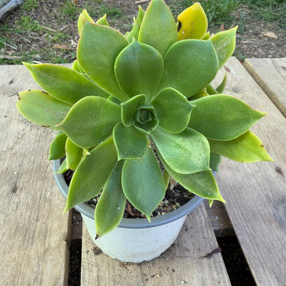 Lancerottense