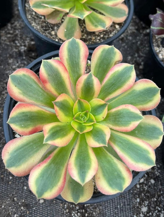 Verna