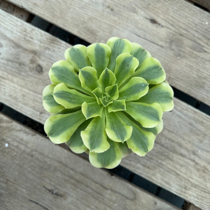 Green Médusa
