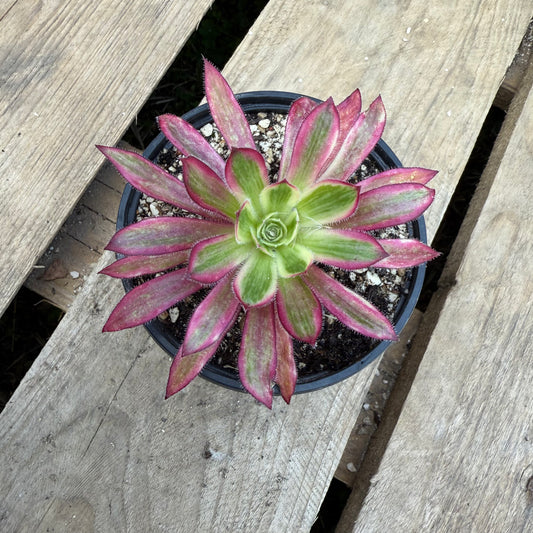 Firecracker Variegata
