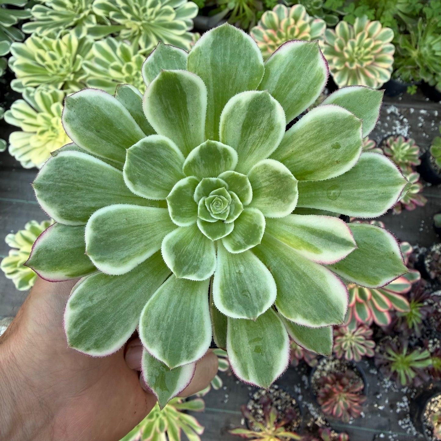 Lotus