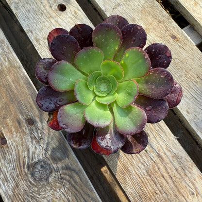 Plum purdy