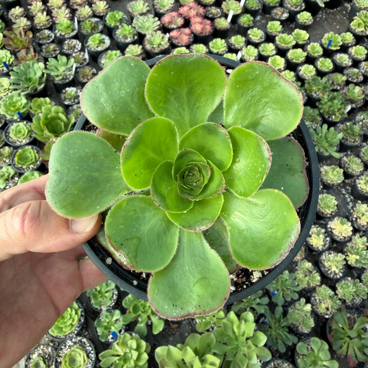Undulatum