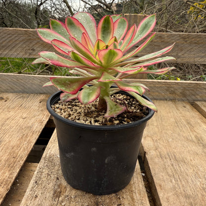 Voodoo Flame