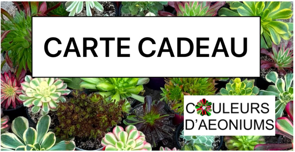 Carte cadeau Couleurs d'Aeoniums