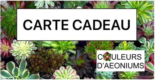 Carte cadeau Couleurs d'Aeoniums