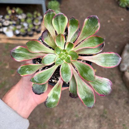 Voodoo Silk