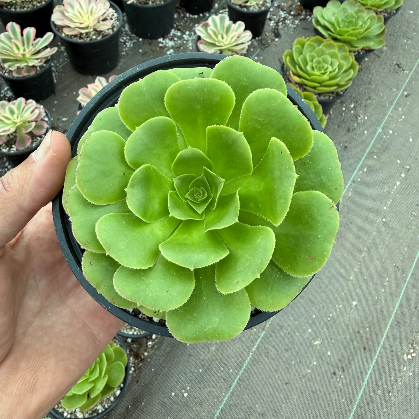 Green Cashemere