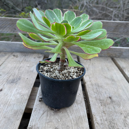 Voodoo Green