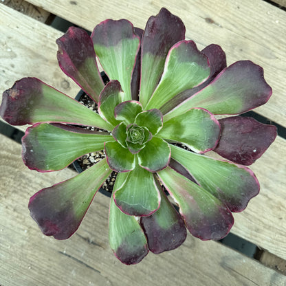 Voodoo Green