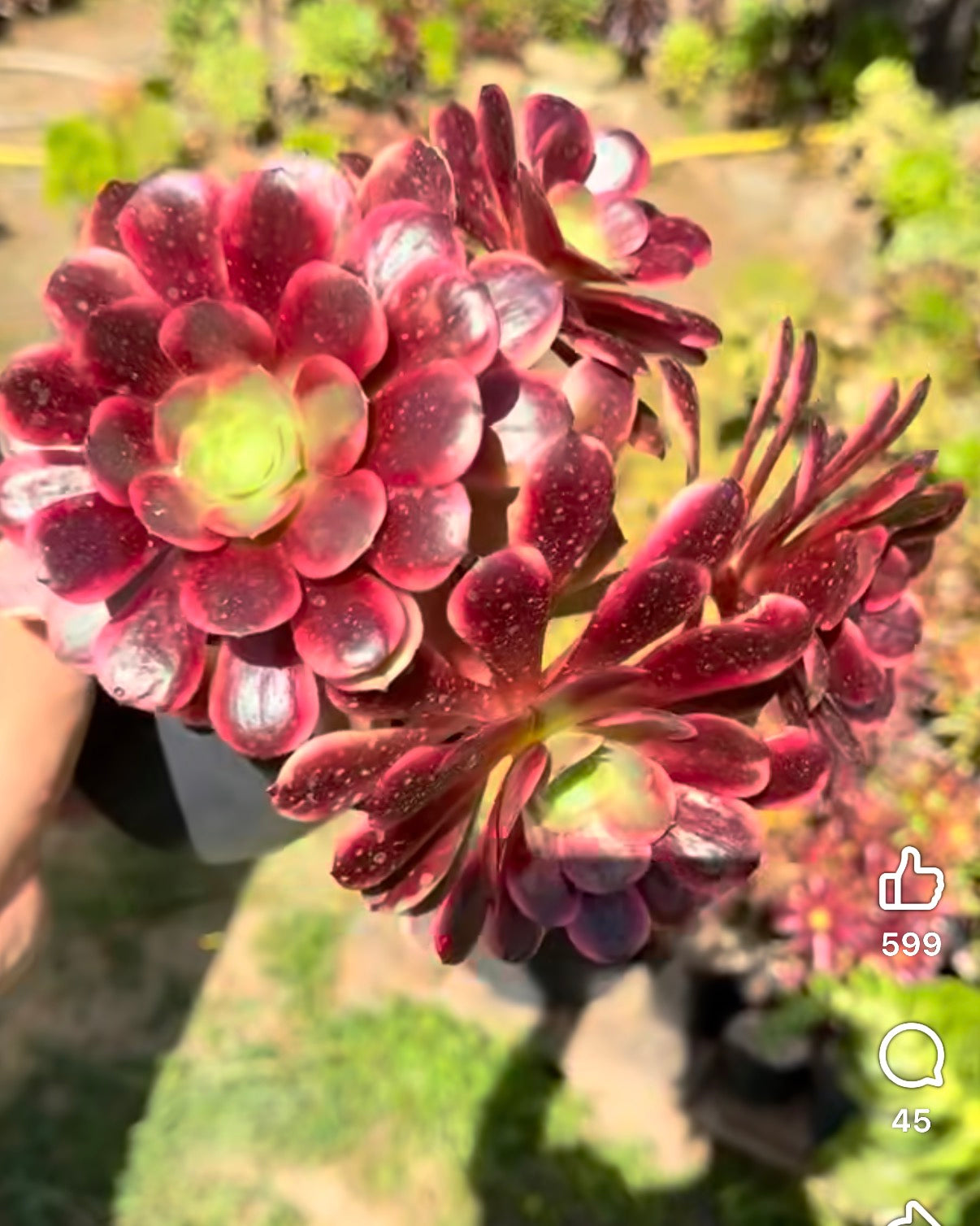 Aeonium Superbang