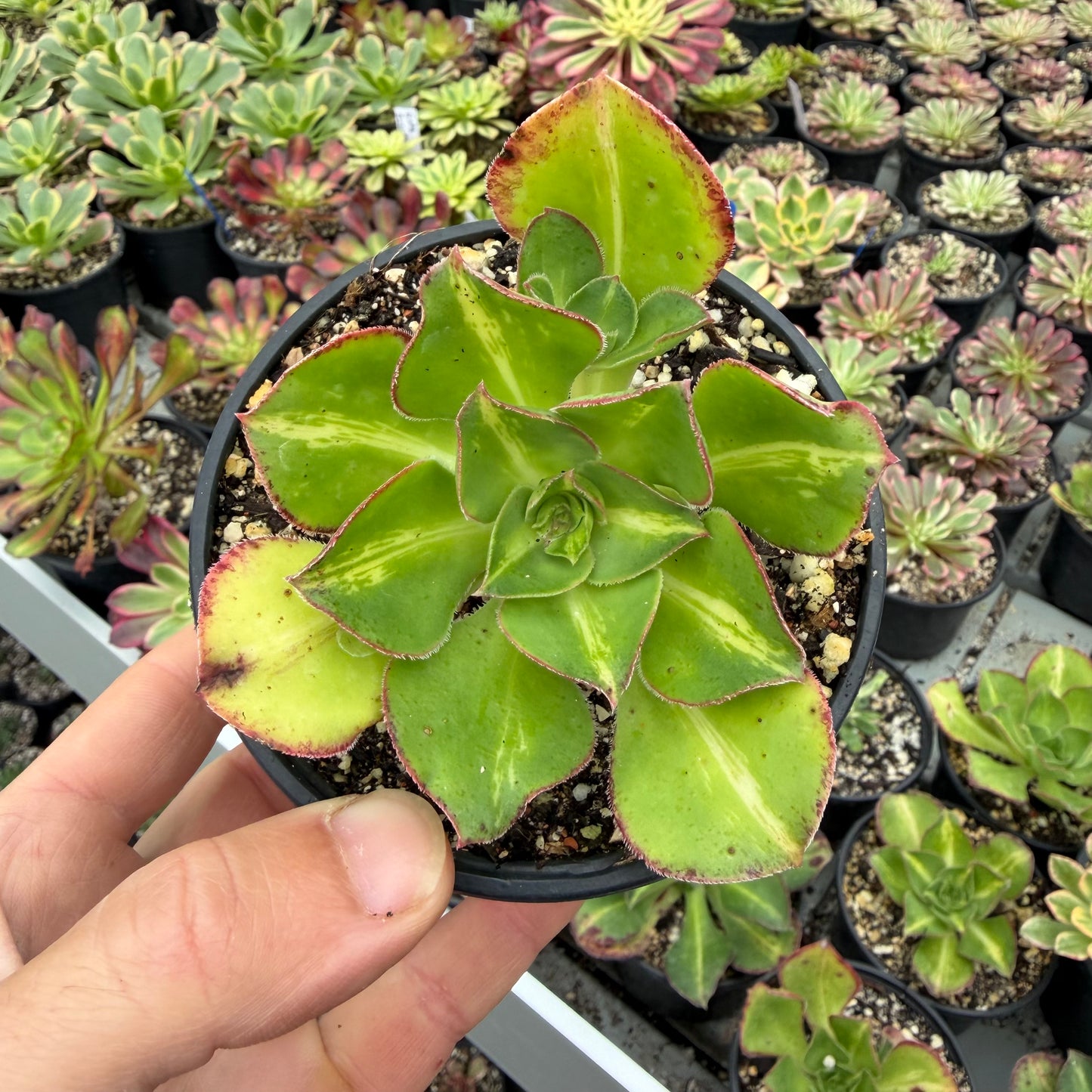 Marnier Lapostolle Variegata Middle