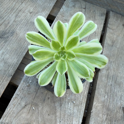 Albovariegatum