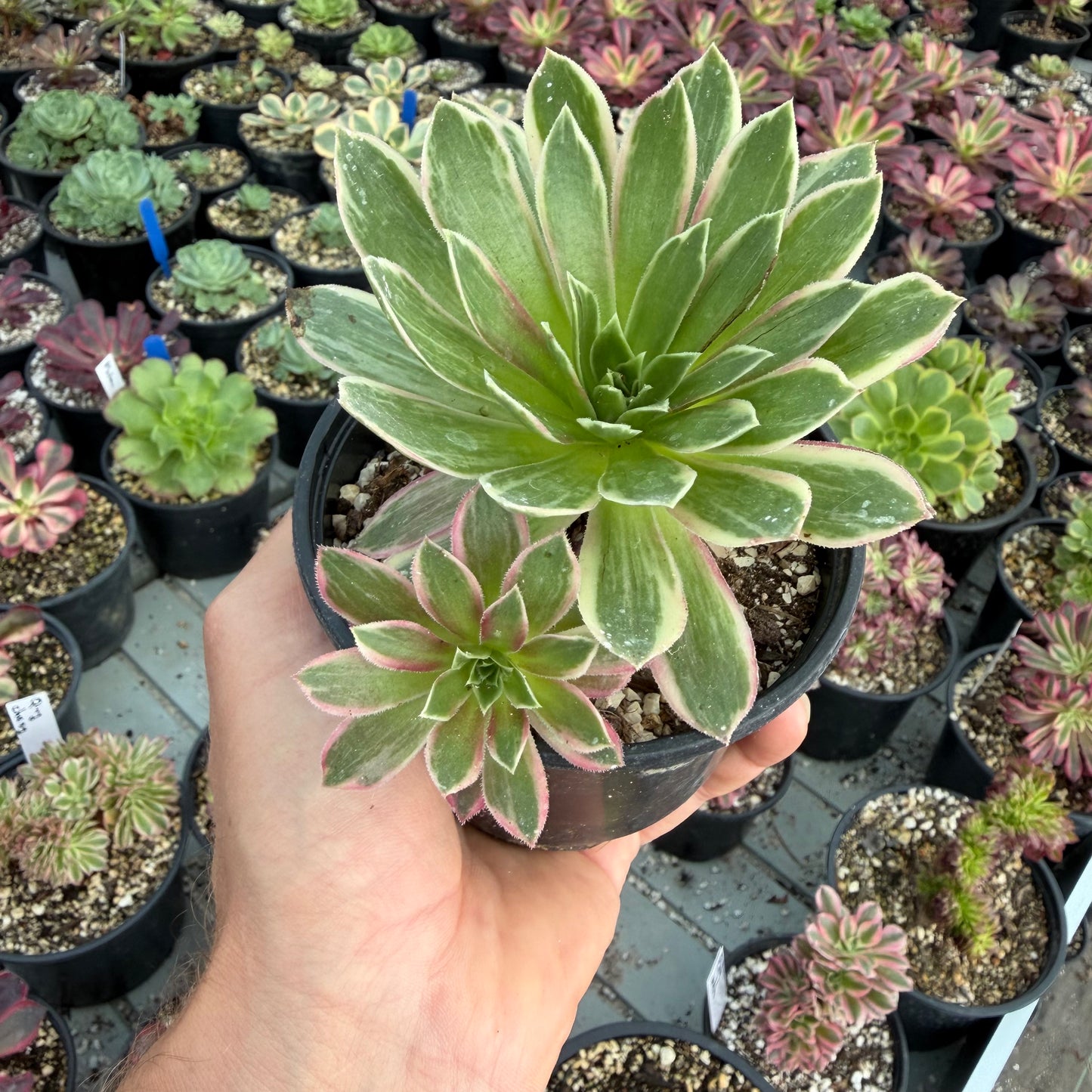 Phœnix Flame Variegata