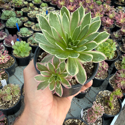 Phœnix Flame Variegata