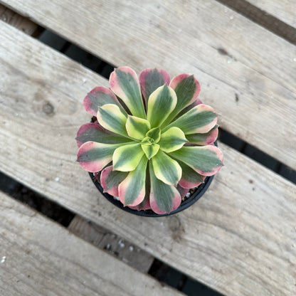 Pink médusa