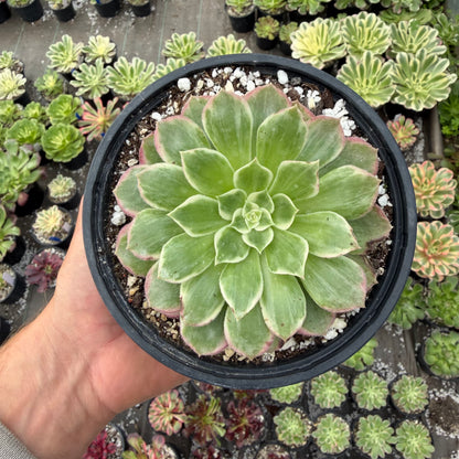 Lotus