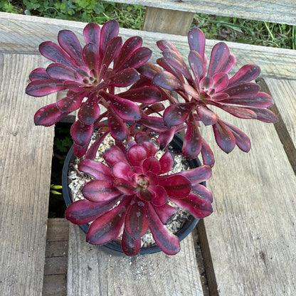 Zwartkop variegata