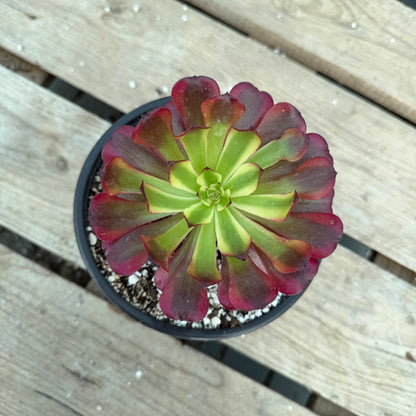 Miki