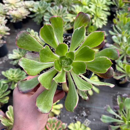 Voodoo Green