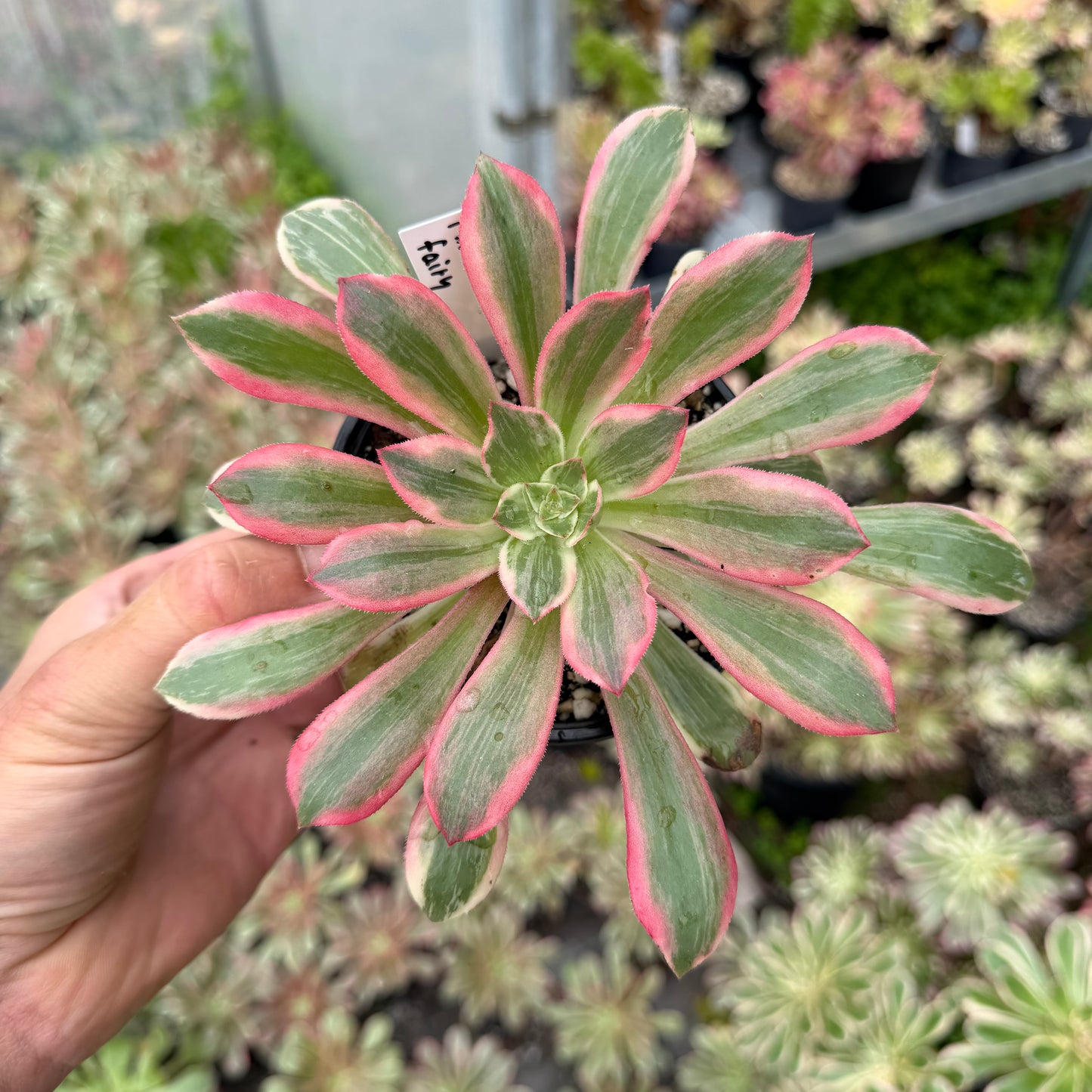 Pink fairy