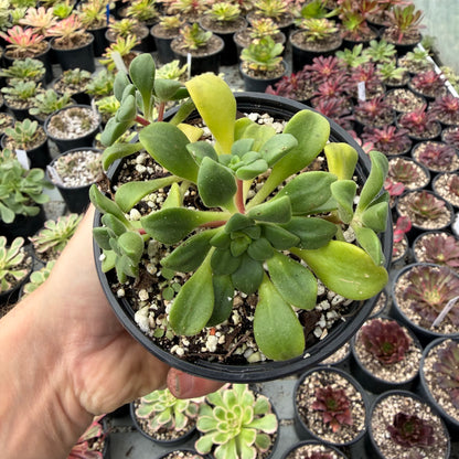 Lindleyi