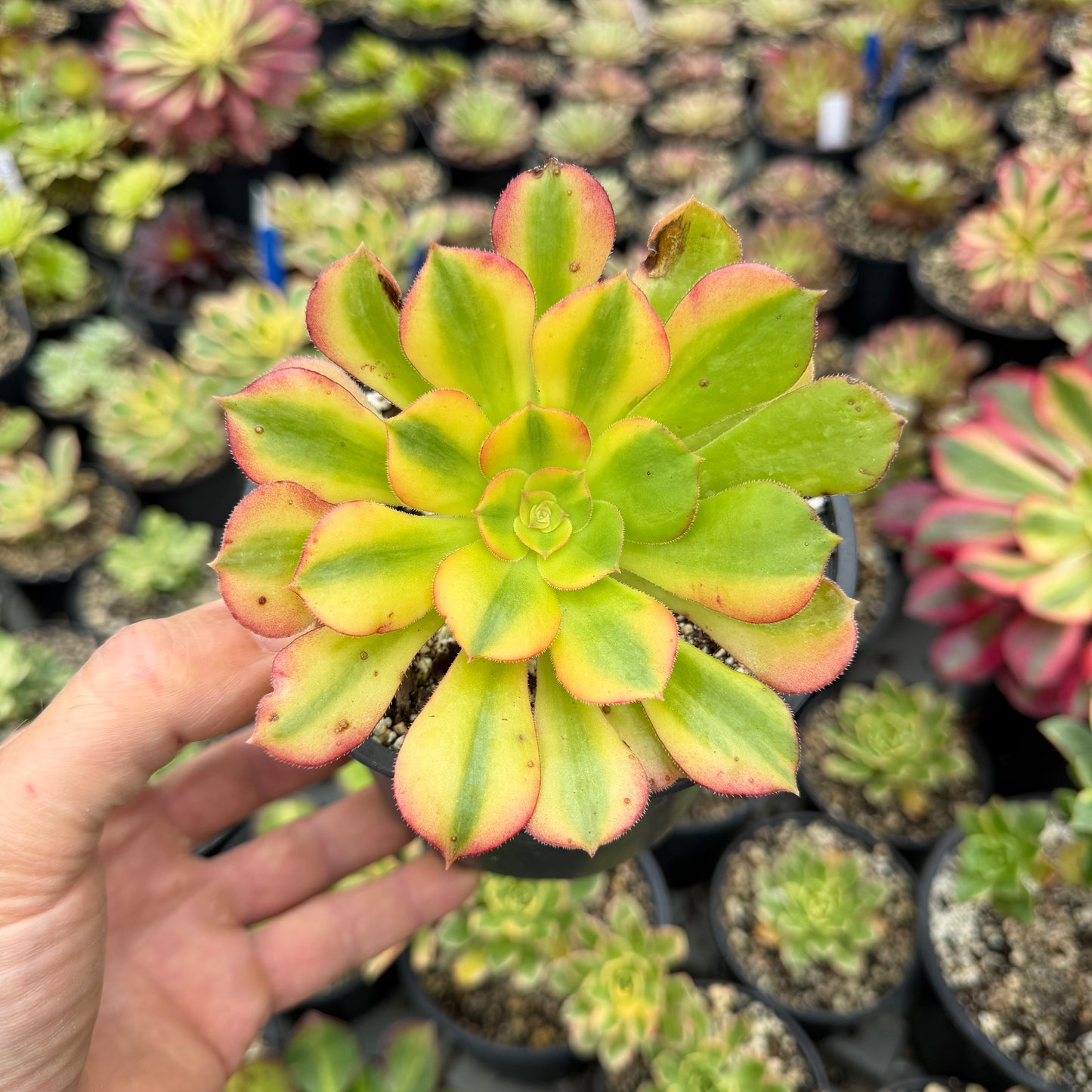 Blushing Beauty Rainbow