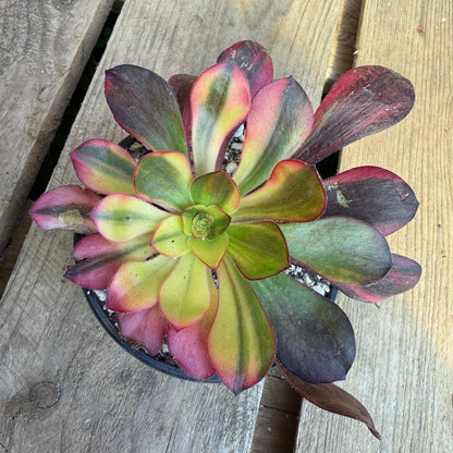 Voodoo Rainbow