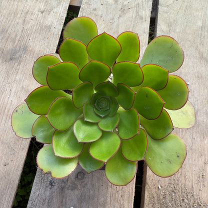 Ciliatum