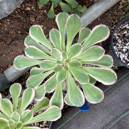 Rubrolineatum variegata