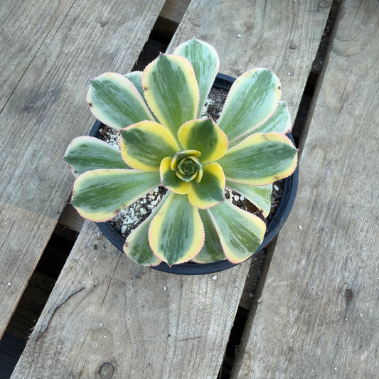 Sunburst