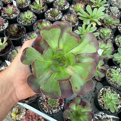 Plum purdy