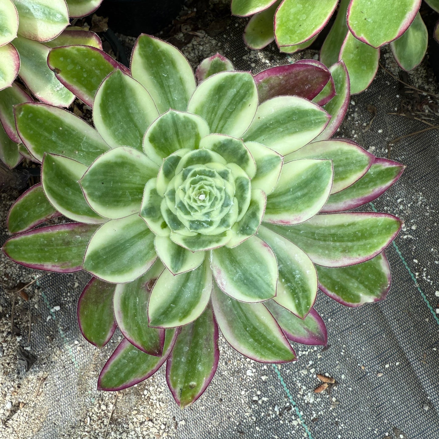 Voodoo Purple Flame