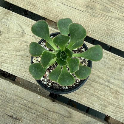 Castello paivae x urbicum