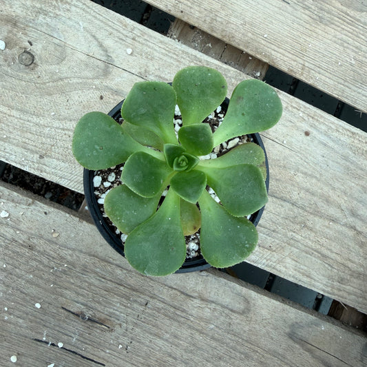 Ciliatum x Lily pad