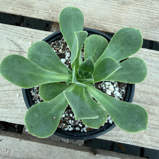 Cuneatum x haworthii
